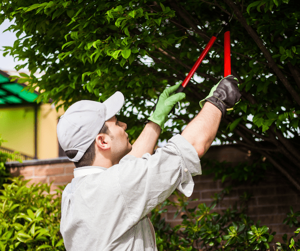 The fewer branches and bushes nearby the more you can drastically reduce the accumulation of leaves on top of the system and in components where blockages occur.