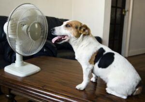 Dog cools off in front of a fan. Image relates to air quality.