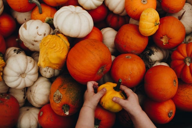 Variety of pumpkins with child's hands holding small orange gourd
