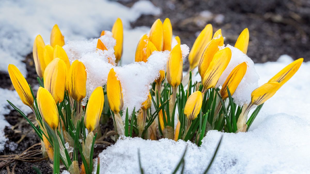 Early spring flowers covered in snow