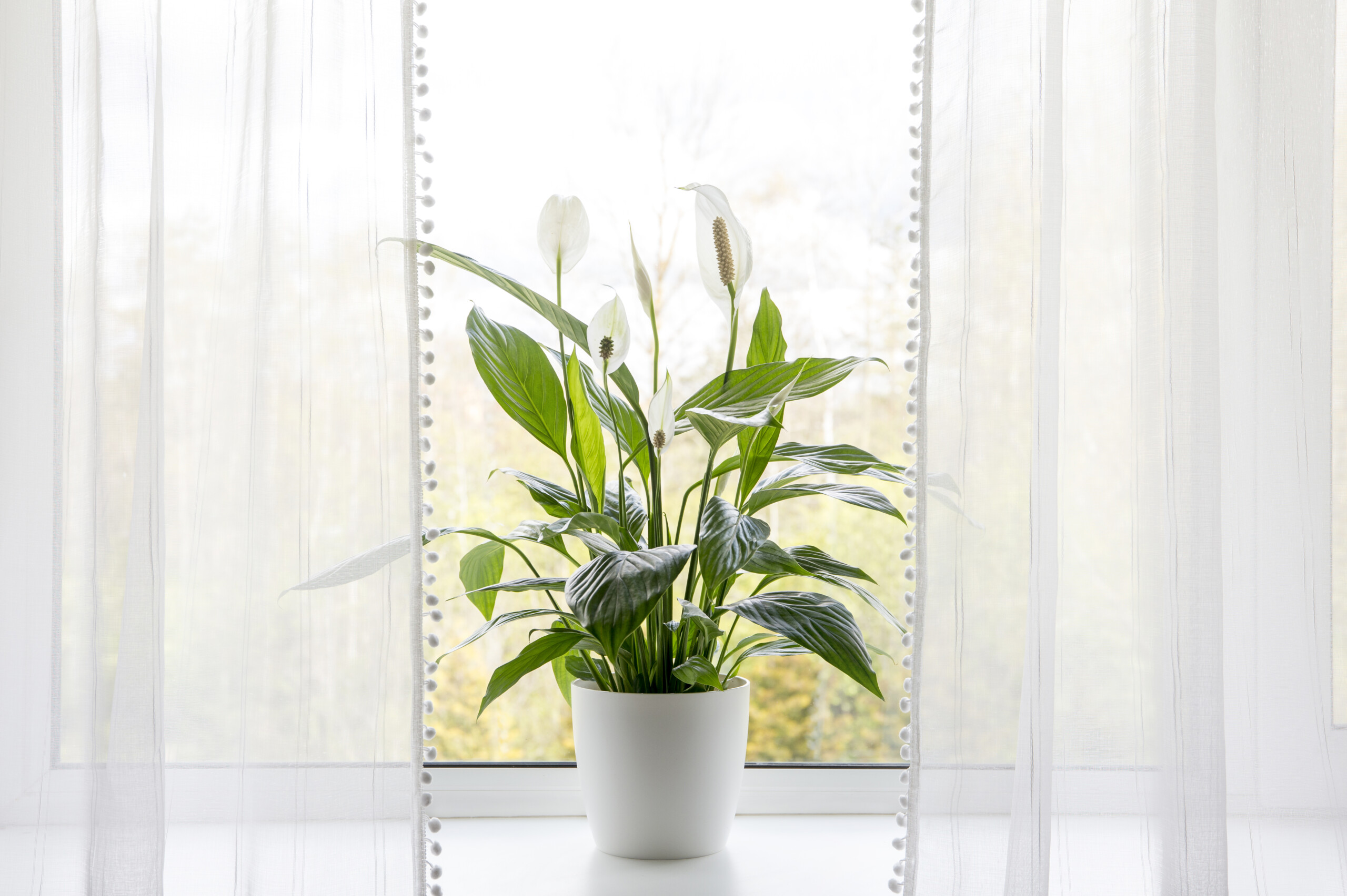 Air purfying house plants in home concept. Peace lilies growing in pot in home room and cleaning indoor air.